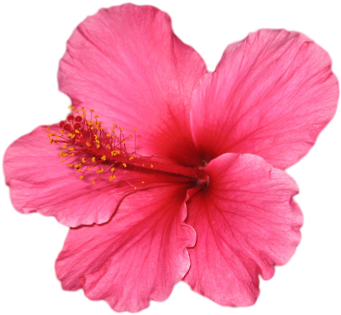 Hibiscus Transparent Tumblr - Hawaiian Flower Png Transparent (500x380), Png Download