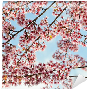 Cherry Blossom (400x400), Png Download