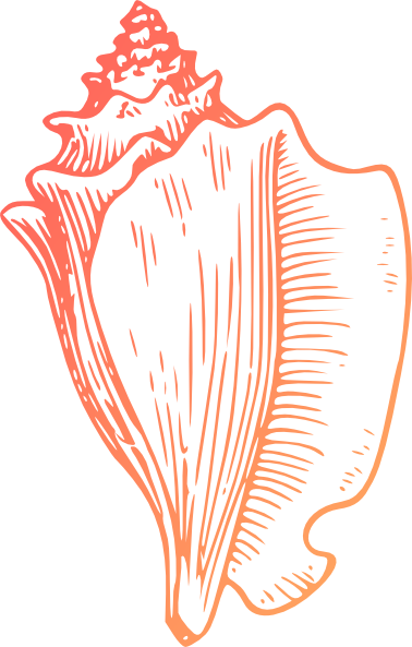 Turquoise Shell Clip Art Art Download Beach Clip Art - Conch Clipart (378x593), Png Download