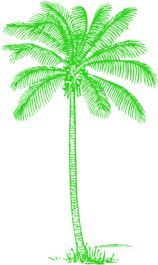 Green Palm Tree Image - Coconut Tree Pencil Drawing (640x480), Png Download