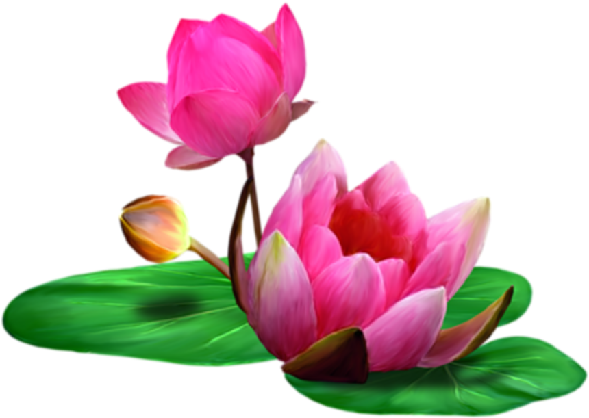 Carolineblue Pink Backgrounds, Flower Art, Art Flowers, - Fleurs Tubes Fleurs Decoupage Png Flowers (980x733), Png Download