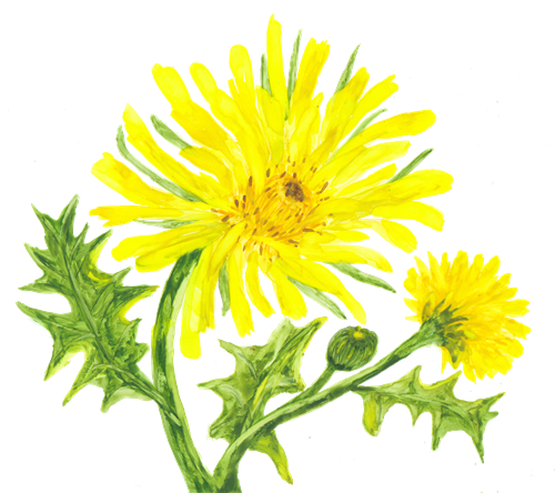 And Even Add New Flowers Or A Bush - Paint A Yellow Dandelion (500x444), Png Download