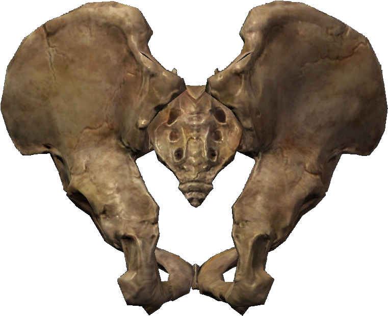 Pelagius' Hip Bone - Skyrim Pelvis (846x696), Png Download