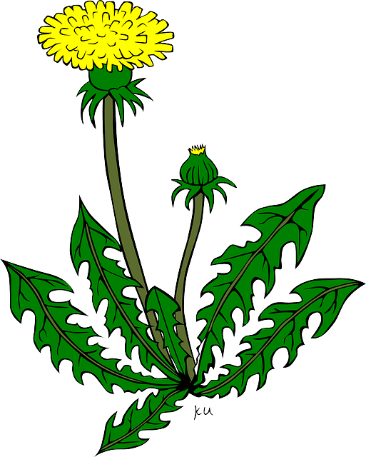 Weed Clipart Wild Plant - Dandelion Clipart (513x640), Png Download