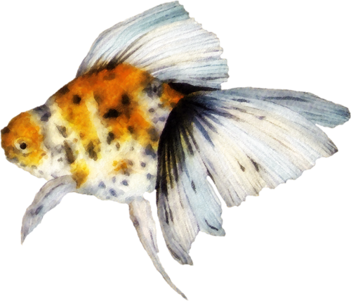 Publicat De Eu Ciresica La - Goldfish (500x428), Png Download