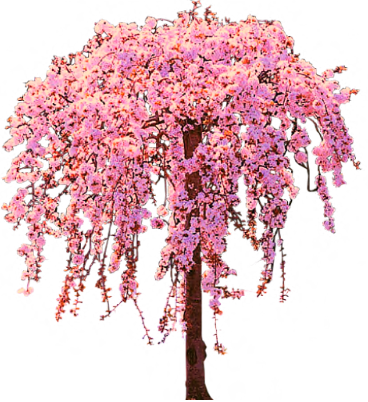 Cherry Blossom Tree Png Graphic Library Download - Cherry Blossom Tree Transparent (368x402), Png Download