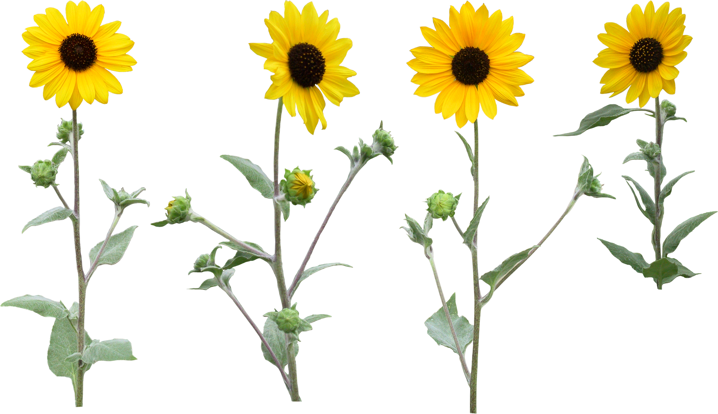Single Sunflower Png With Leaf - Flower (2416x1492), Png Download