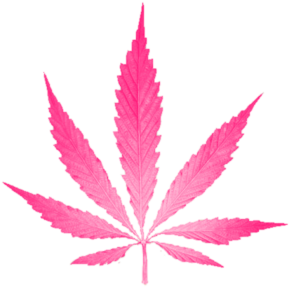 Weed Transparent Png Gallery For > Pot Leaf Transparent - Cannabis Leaf (480x480), Png Download