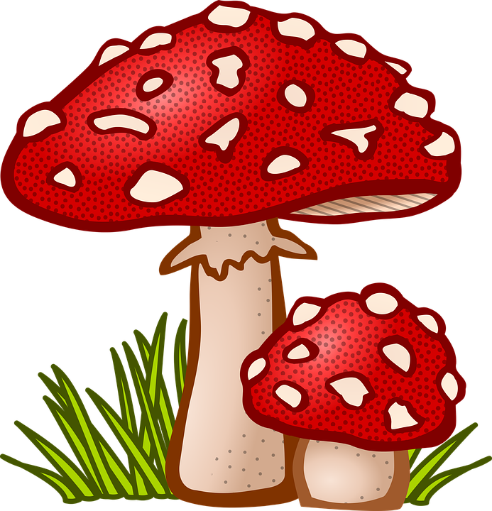 Red Mushroom Fungi Free Vector Graphic On Pixabay - Mushroom Clipart (693x720), Png Download