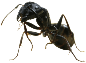 Ant Sideview - Ant Transparent (400x400), Png Download