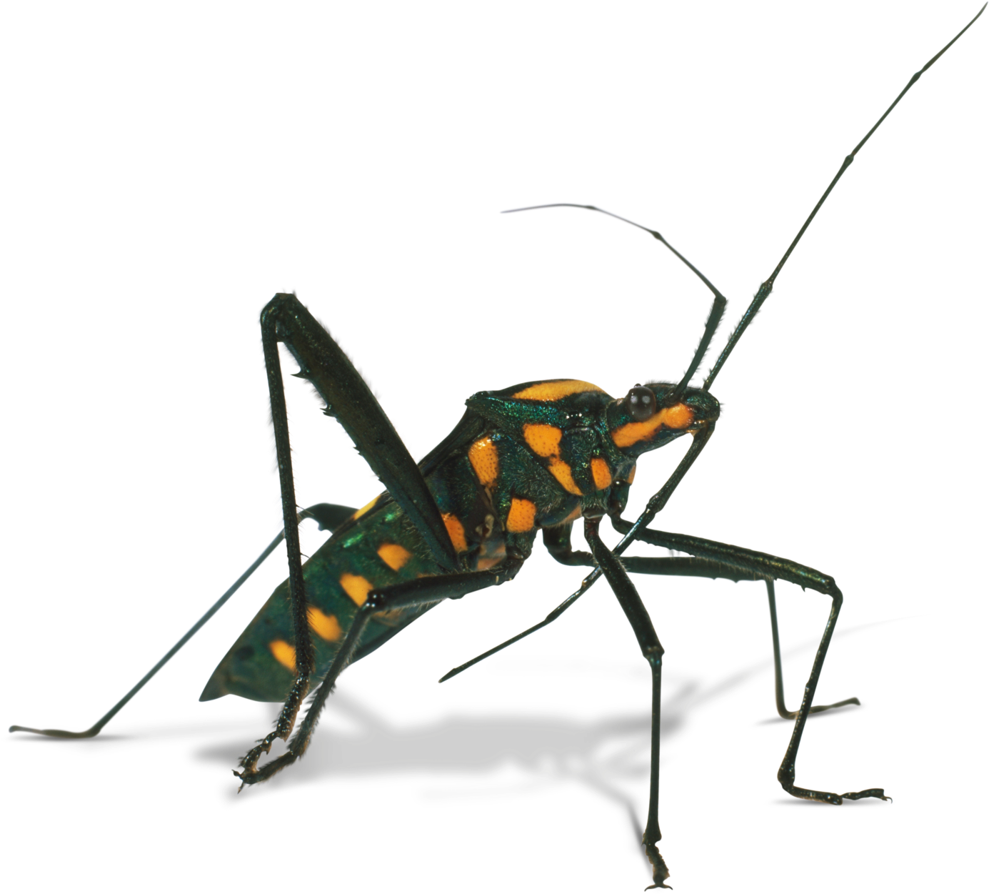 Assassin Bug (1440x1272), Png Download
