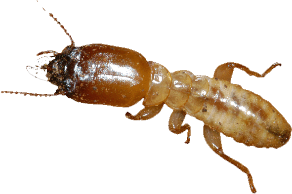 Termites - Termitas De Madera Humeda (596x400), Png Download