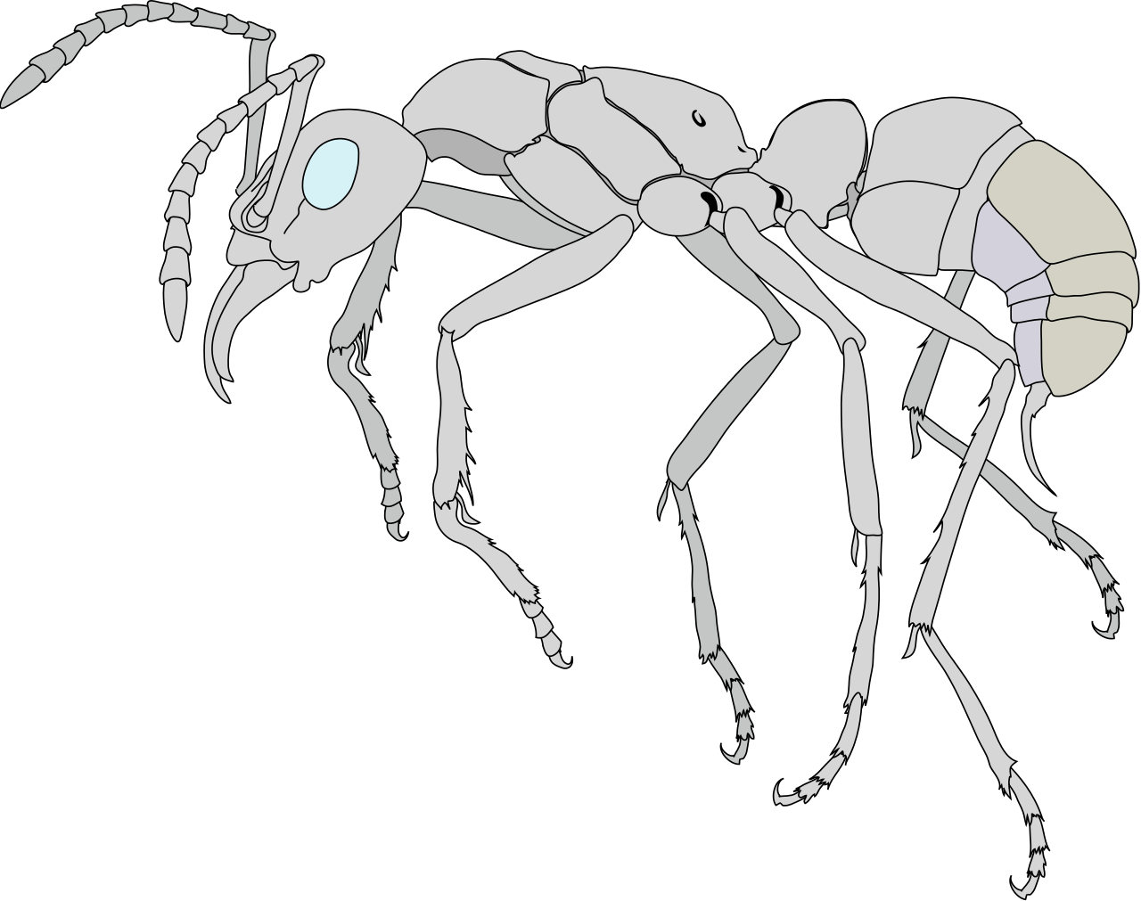 Scheme Ant Worker Anatomy-clean - Anatomy Of An Ant (1280x1011), Png Download