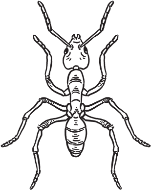Scorpion (500x500), Png Download