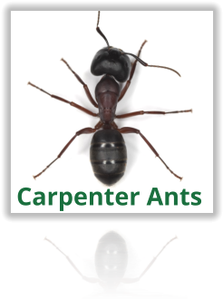 Exterminating Carpenter Ants - Ants Series Techno Lovers Vol 1 - Various - Download (262x464), Png Download