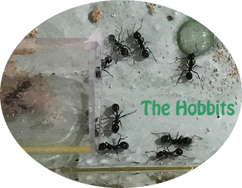 The First Of Our Ant Journals, This Journal Features - Dung Beetle (500x387), Png Download