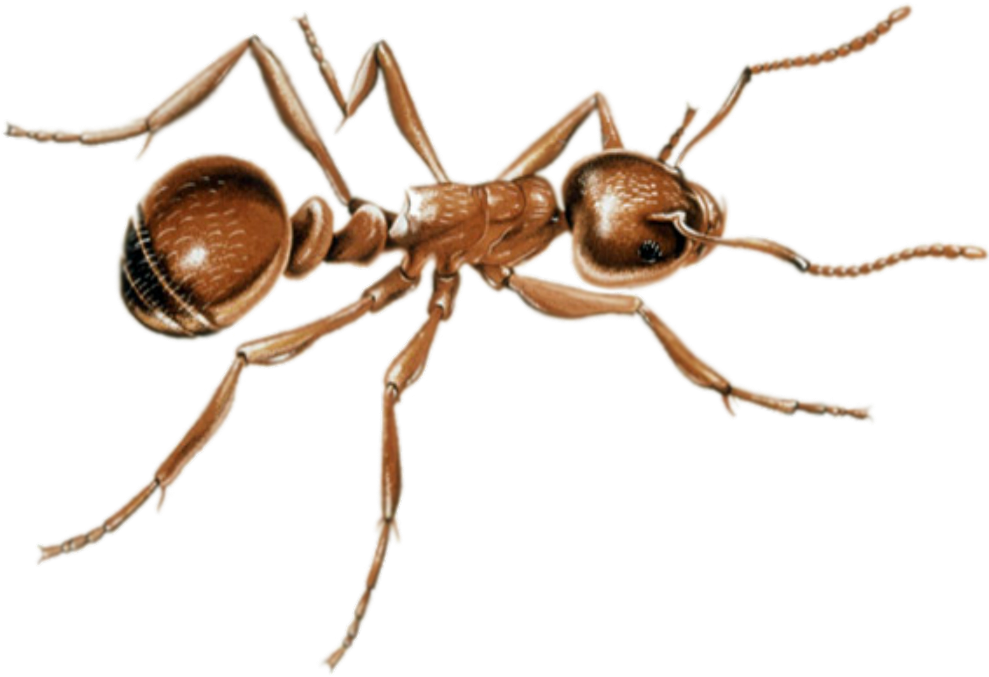 Ant Png Image - Ants (1024x768), Png Download