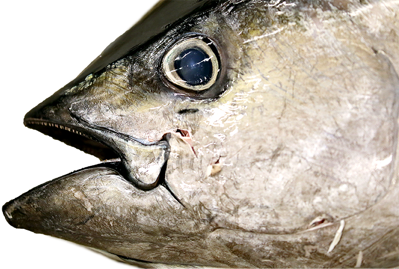 While Swimming In The Open Ocean, Tuna Eat Sardines - Tsukiji (815x550), Png Download