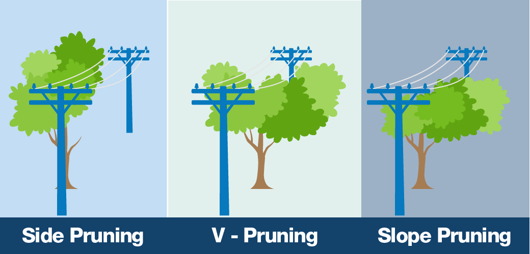 When We Must Prune, People Often Ask Why We Can't Just - Illustration (1040x500), Png Download