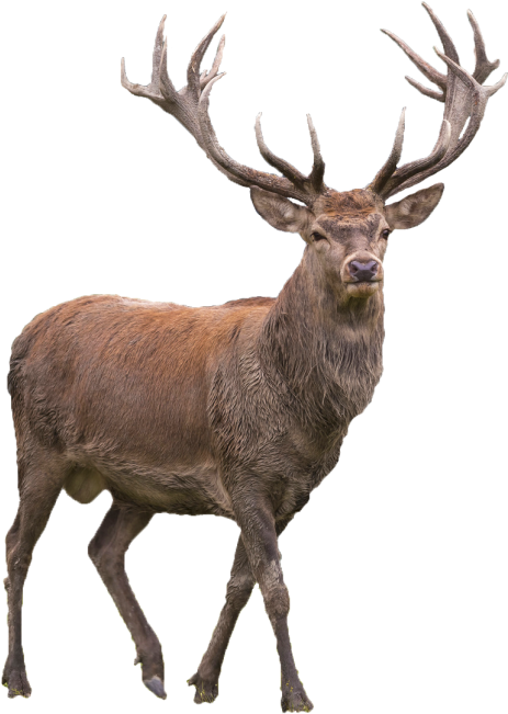 Elk Png (767x1080), Png Download