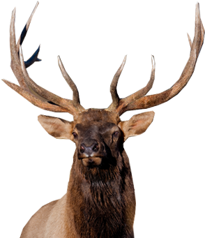 Elk Png (960x350), Png Download