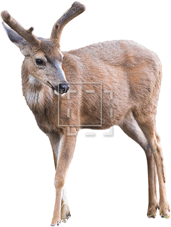 Young Elk - Elk (450x450), Png Download
