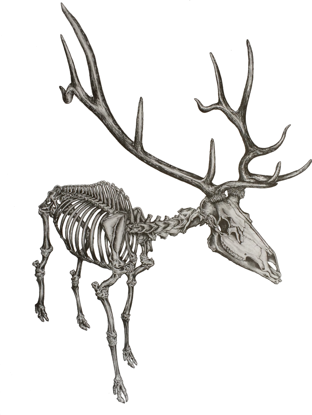 Elk Drawing Skeleton - Caribou Skeleton (1000x1328), Png Download
