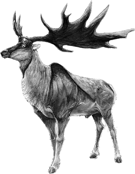 Megaloceros-b&w - Story Of The Irish Elk (466x599), Png Download