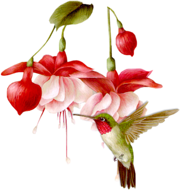 Bleedingheart-hum - Hummingbird Transparent Animated Gifs (391x400), Png Download