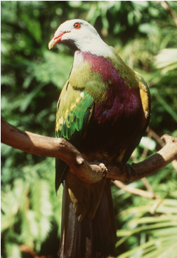 God's Bleeding Heart - Pigeons And Doves (423x367), Png Download