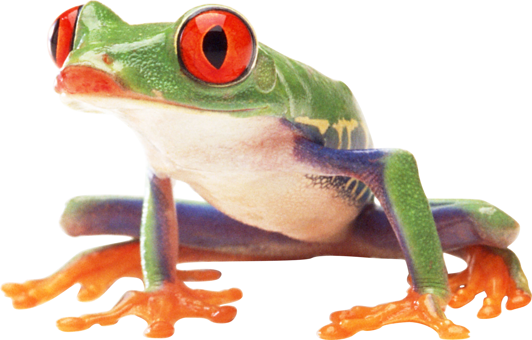 Frog Png (2239x1432), Png Download