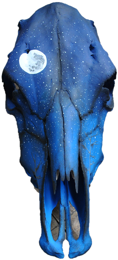 Real Cow Skull Painted By Artist Katherine House - Kata (498x584), Png Download