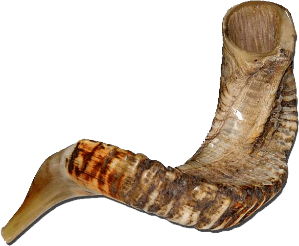 Extra-large Jericho Ram Horn Shofar - Gmar Chatima Tova (650x650), Png Download