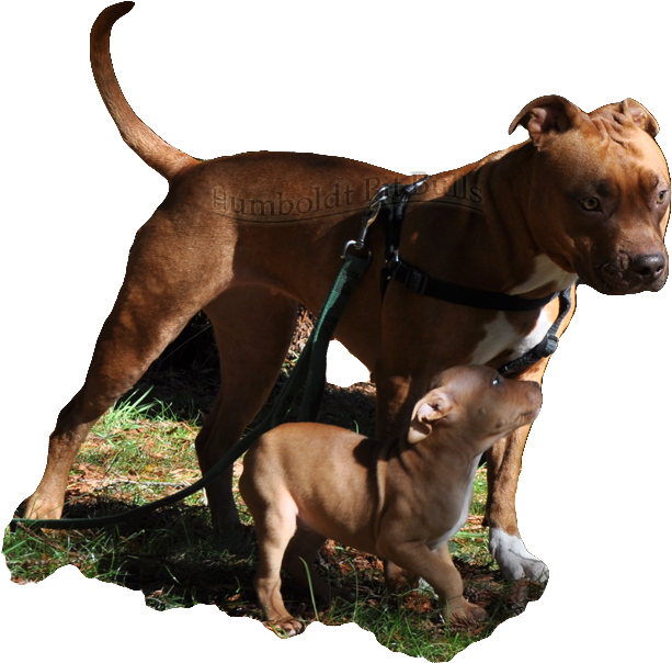 Red Nose Pitbull Breeders In California, How Do I Make - Male And Female Red Nose Pitbull Puppies (623x603), Png Download