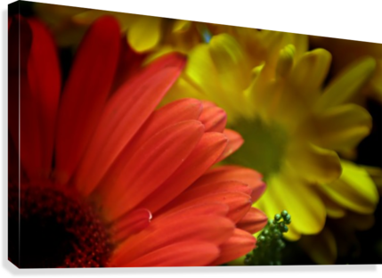 Fps-0080 Canvas Print - Barberton Daisy (429x312), Png Download