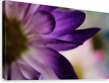 Fps-0002 Canvas Print - Chrysanths (429x328), Png Download