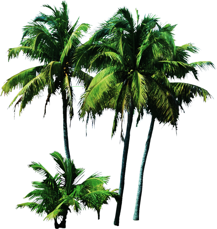 Like Share - Tree Psd (775x800), Png Download