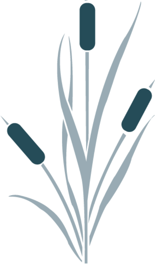 Cattails - Cattail Reed Silhouette Png (510x871), Png Download