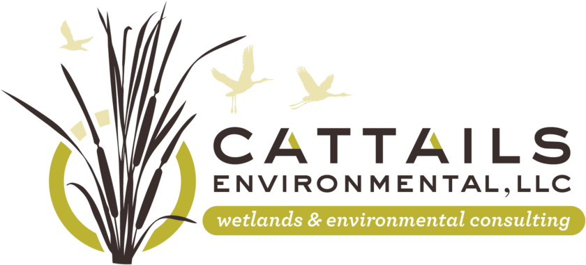 Cattails - Mohouse Design Co. (1000x1000), Png Download