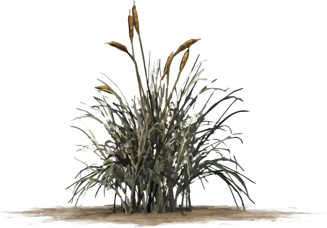 Cattail Graphic - Guzmania 'luna' (1108x774), Png Download