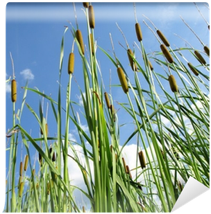 Cattail (400x400), Png Download