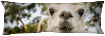 Fotoprint: Alpaca By Thpstock, 41x41cm. (400x400), Png Download