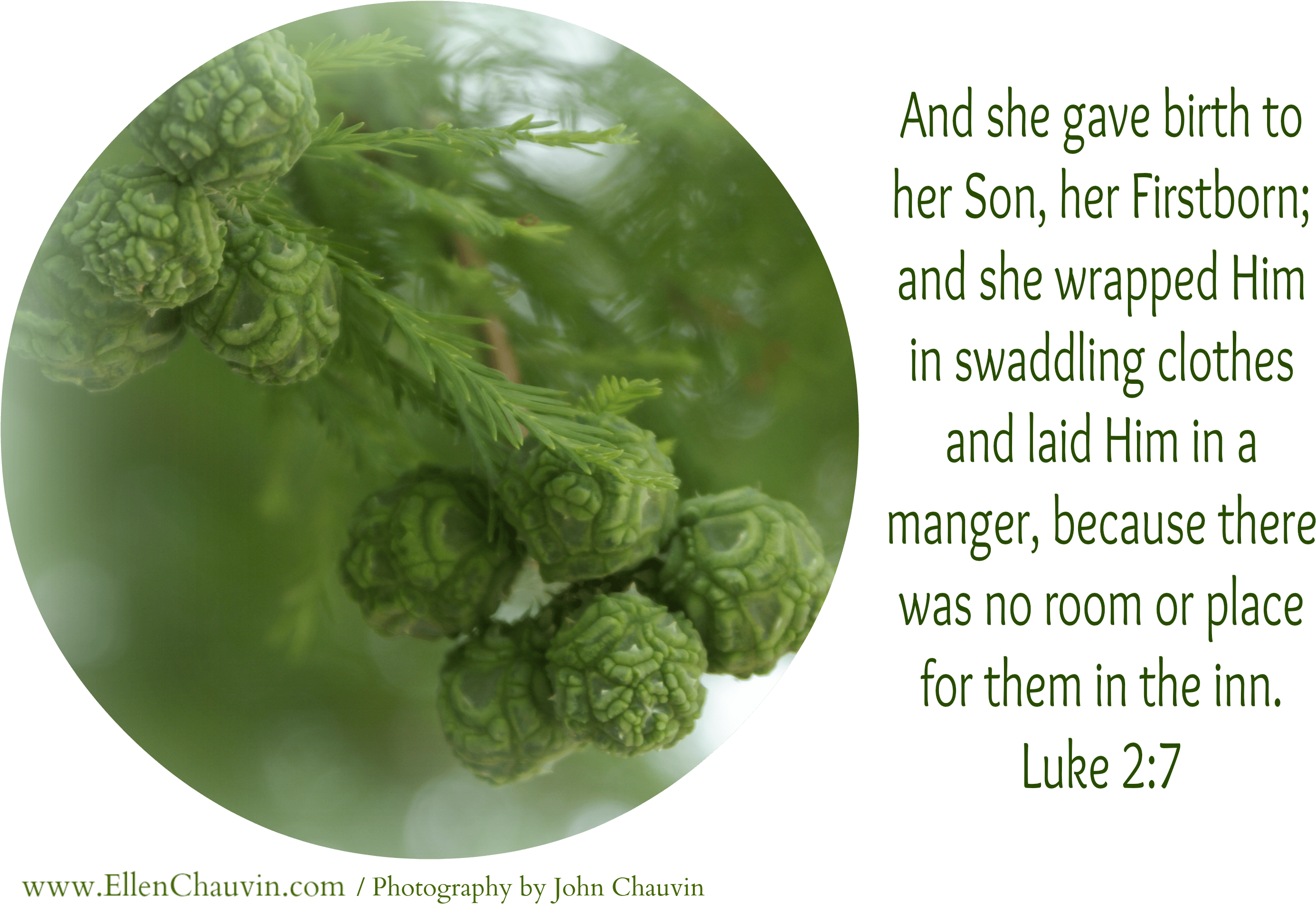 He Picks Us Up Off The Trash Pile Of Life - Broccoli (2896x1936), Png Download