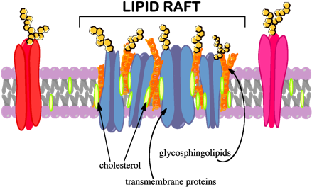 Lipid Raft - Lipid Rafts (444x271), Png Download
