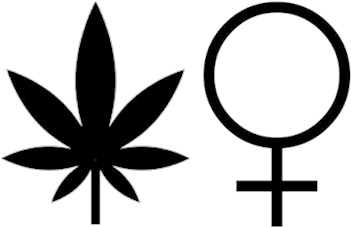Cannabis Feminist - Pot Leaf Transparent Background (500x500), Png Download