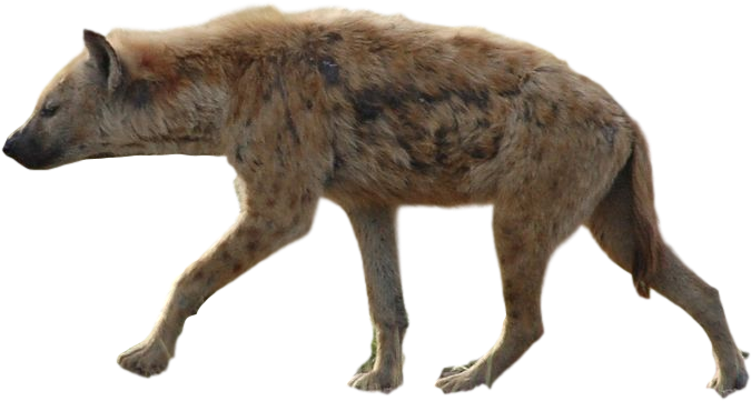 Hyena Png (800x489), Png Download