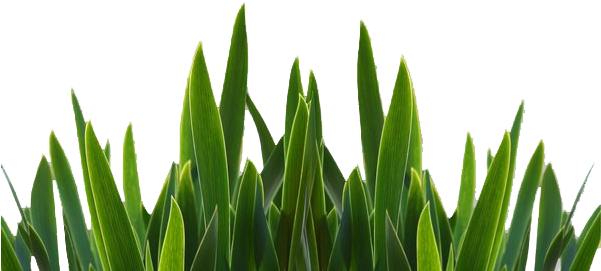 Grass Clipart Strand - Png File For Photoshop (600x422), Png Download