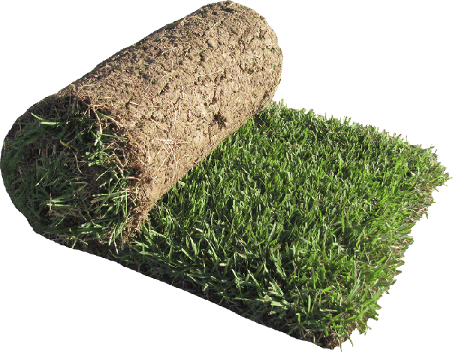 Zenith Zoysia Roll - Sod Grass (650x505), Png Download
