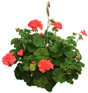30 A Delivery Date Range Is May - Begonia (346x360), Png Download