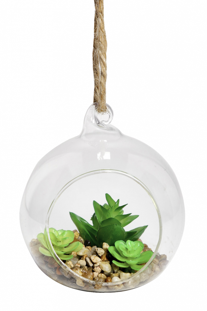Hanging Succulent Transparent (683x1024), Png Download